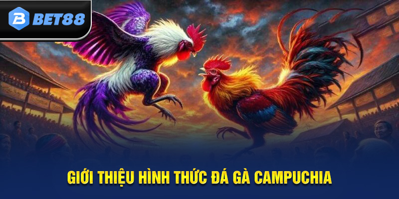 Giới thiệu hình thức đá gà online